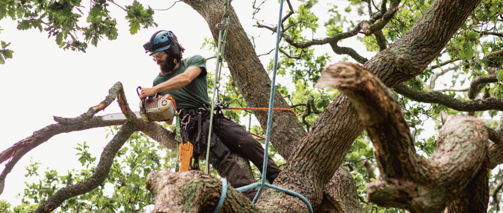 tree trimmer in tree in Meridian, ID