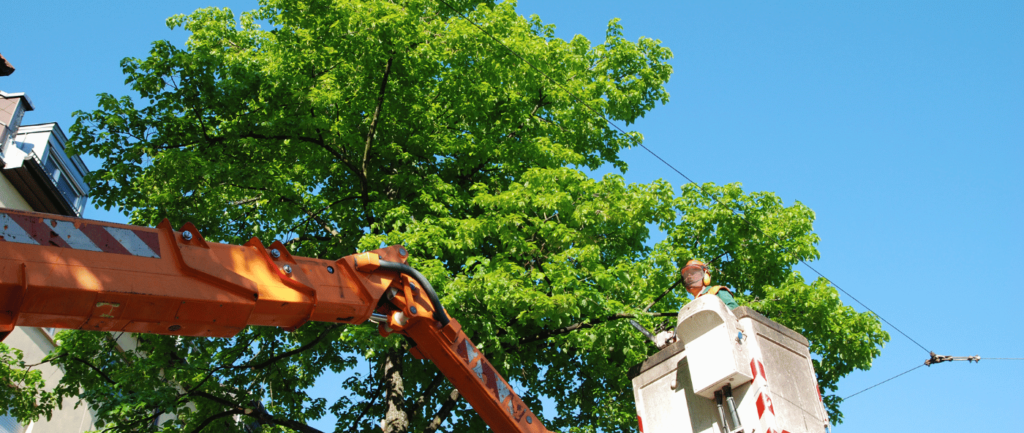 tree trimmer in bucket truck trimming tree branches before they touch the electrical lines in Meridian, ID