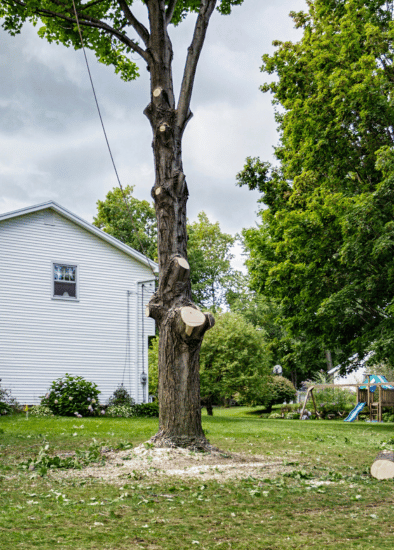 A tree being removed from the backyard of a home in Middleton, ID
